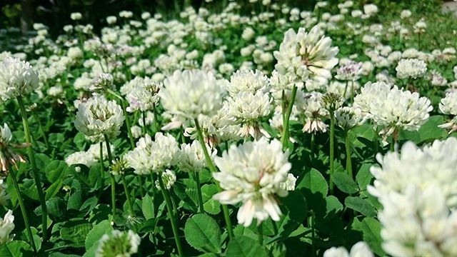 可愛い天使のような花シロツメクサ幸せを運ぶ花で花冠のイメージ