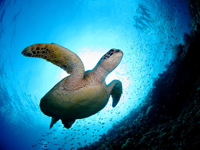 HONUウミガメ海亀人気のハワイアンジュエリーで幸せを運ぶ海の守り神