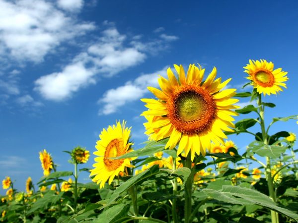 ひまわり向日葵綺麗可愛い黄色の夏の花