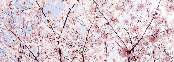 にわか【俄・NIWAKA】花匠の彫（かしょうのほり）花霞、桜が咲き誇る太め結婚指輪、初桜（ういざくら）桜テーマの結婚指輪