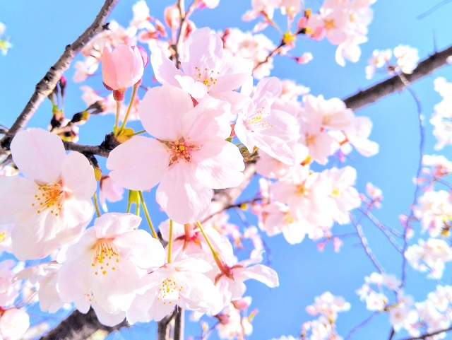 新潟婚約指輪モチーフで人気の桜はにわかブライダルジュエリー初桜（ういざくら）