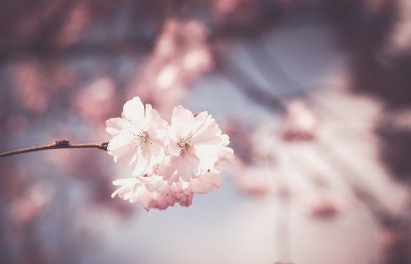 新潟で人気の結婚指輪と婚約指輪 BROOCH 俄(にわか) | 新潟の和リングのシャレジュエリーブランドオNIWAKAで永久を誓う桜の可愛い結婚指輪