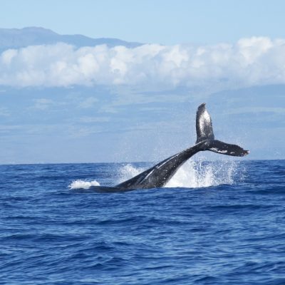 【俄(にわか)NIWAKA鯨（鯨）】海の神様、地球上最大級の生物、鯨をモデルにした泰然自若な結婚指輪を見る