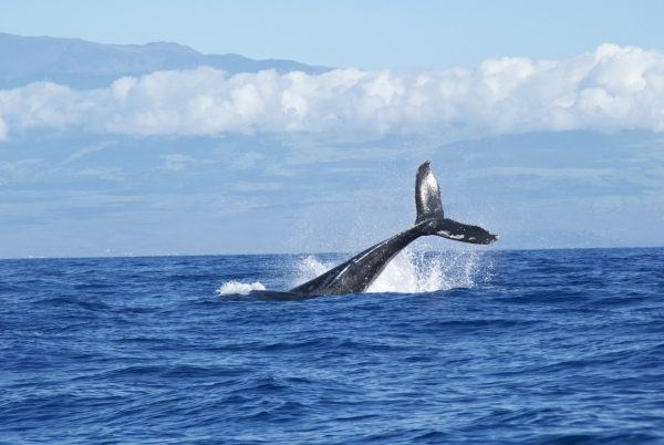 【俄(にわか)NIWAKA鯨（鯨）】海の神様、地球上最大級の生物、鯨をモデルにした泰然自若な結婚指輪を見る