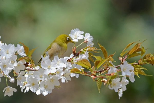 にわか【俄 ・NIWAKA】花咲（はなえみ）エンゲージリングは桜の花モチーフがかわいくて人気