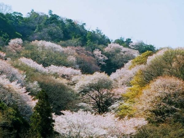 にわか花咲（はなえみ）花言葉は「あなただけに微笑む」春を一番先に伝えてくれるエンゲージリング