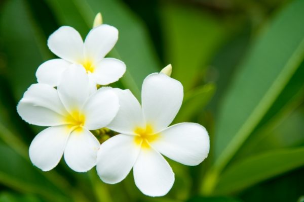 ハワイアンジュエリーの彫で人気の可愛らしいお花プルメリア